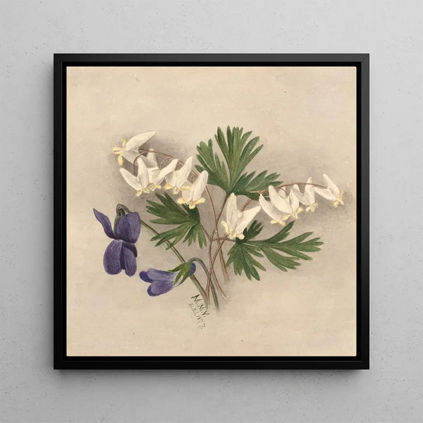 Pantalons de Hollandais Bikukulla cucullaria - Mary Vaux Walcott — framed artwork on a wall