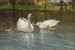 Swans and Cygnets - Patrick Downie — artwork view