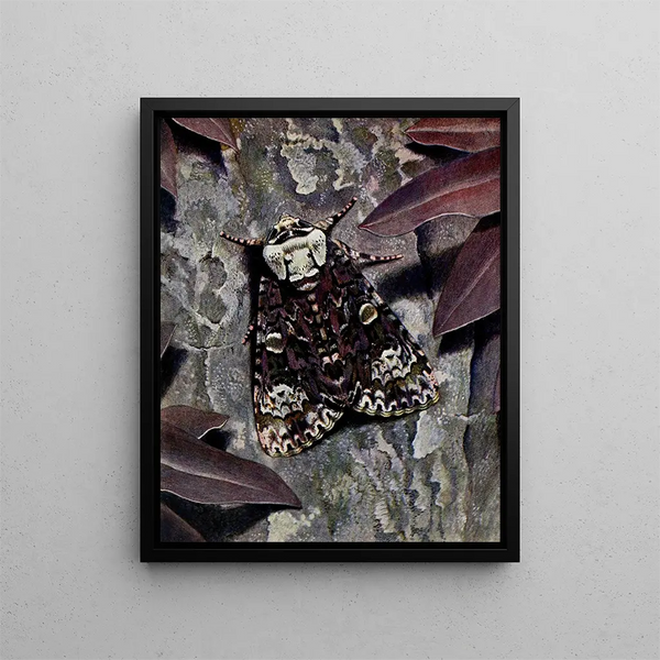 L'Acronycte du Trône - Paul-André Robert — framed artwork on a wall