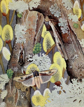PaulAndre Robert - LAntique.webp