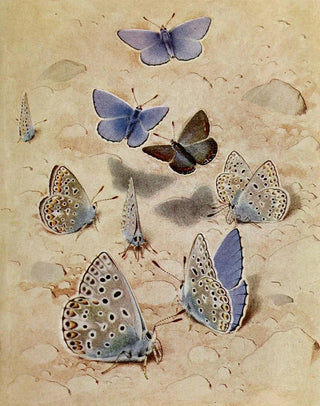 PaulAndre Robert - LArgus Bleu Cleste.webp