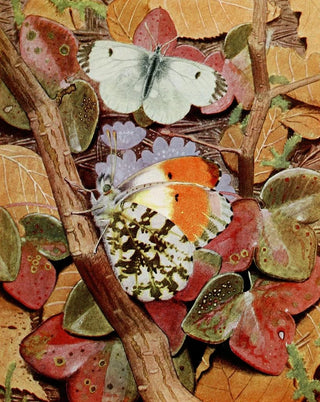 PaulAndre Robert - LAurore.webp