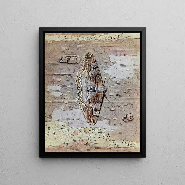 La Boarmie Festonnée - Paul-André Robert — framed artwork on a wall