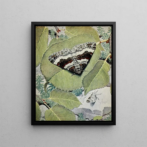 La Cidarie Moirée - Paul-André Robert — framed artwork on a wall
