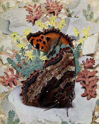 PaulAndre Robert - La GrandeTortue.webp