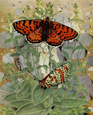PaulAndre Robert - La Mlite Orange.webp