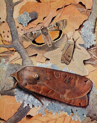 PaulAndre Robert - La Noctuelle Fiance.webp