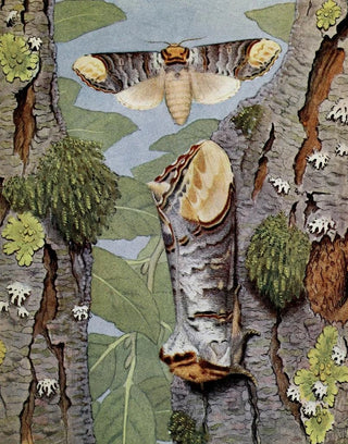 PaulAndre Robert - La Phalre Bucphale.webp