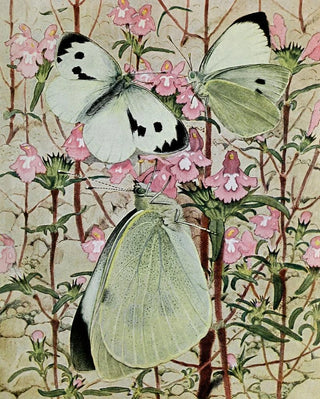 PaulAndre Robert - La Piride du Chou.webp