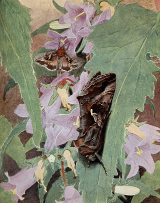 PaulAndre Robert - La Plusie Gamma.webp