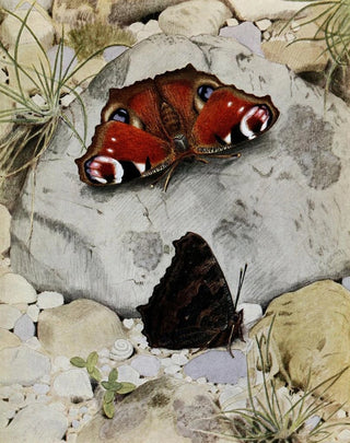 PaulAndre Robert - Le PaonDeJour.webp