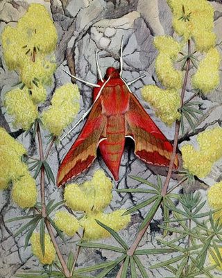 PaulAndre Robert - Le PetitPourceau.webp