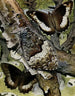 Le Sylvandre - Paul-André Robert — artwork view