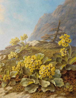Pauline HalmFlechner - Primula auricula Cowslips.webp