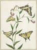 Four butterflies on flowers - Paulus Knogh — artwork view