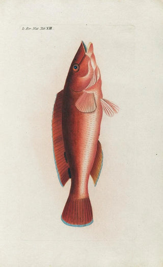 Peder Ascanius - Icones rerum naturalium ou figures enlumines dhistoire naturelle du nord Pl13.webp