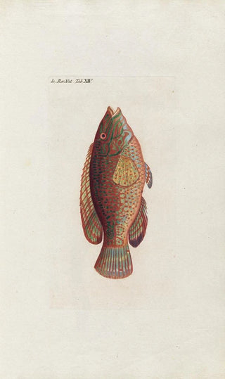 Peder Ascanius - Icones rerum naturalium ou figures enlumines dhistoire naturelle du nord Pl14.webp