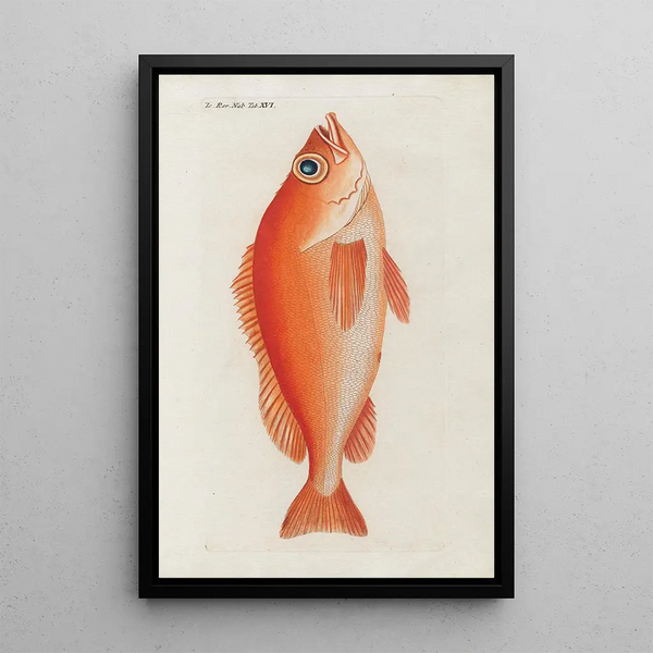 Icones rerum naturalium ou figures enluminées d'histoire naturelle du nord Pl16 - Peder Ascanius — framed artwork on a wall