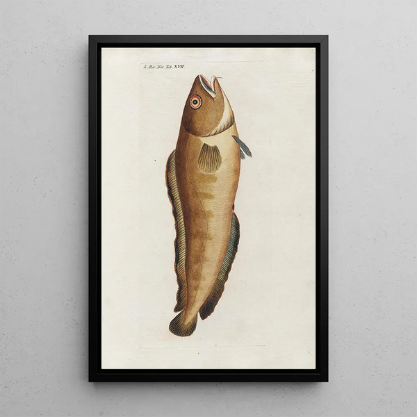 Icones rerum naturalium ou figures enluminées d'histoire naturelle du nord Pl17 - Peder Ascanius — framed artwork on a wall