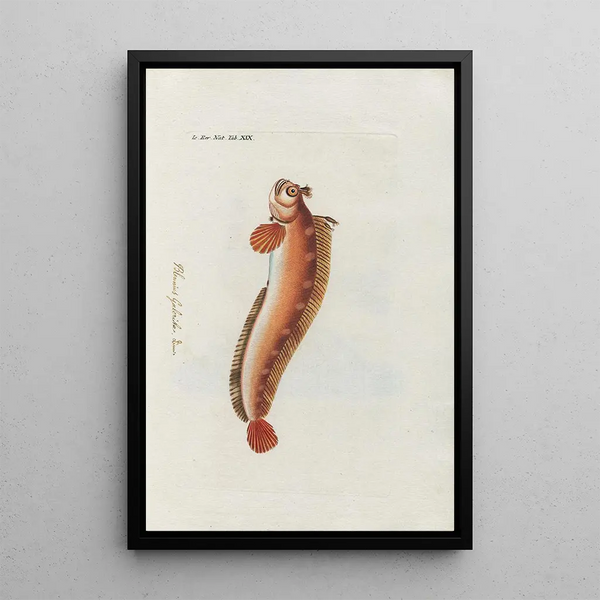 Icones rerum naturalium ou figures enluminées d'histoire naturelle du nord Pl19 - Peder Ascanius — framed artwork on a wall