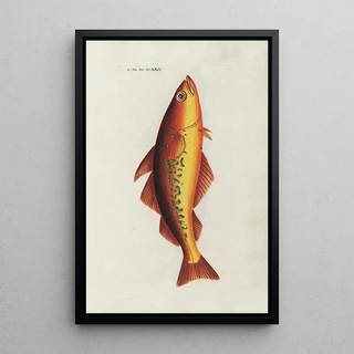 Peder Ascanius - Icones rerum naturalium ou figures enlumines dhistoire naturelle du nord Pl22.webp