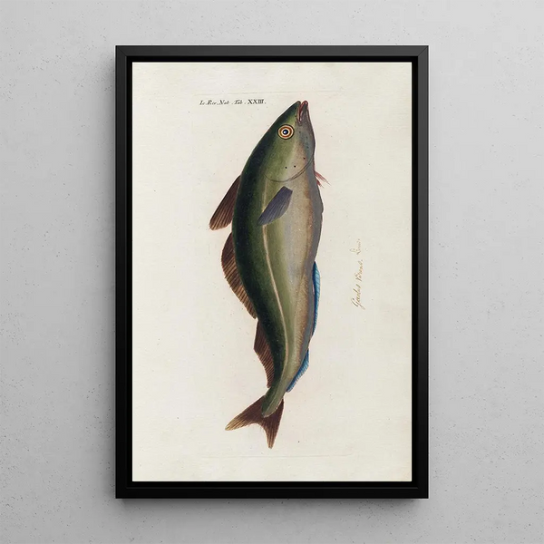 Icones rerum naturalium ou figures enluminées d'histoire naturelle du nord Pl23 - Peder Ascanius — framed artwork on a wall