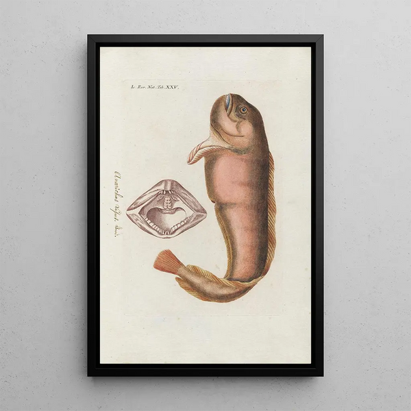Icones rerum naturalium ou figures enluminées d'histoire naturelle du nord Pl25 - Peder Ascanius — framed artwork on a wall