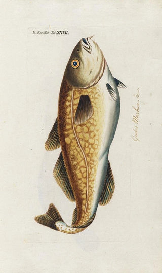 Peder Ascanius - Icones rerum naturalium ou figures enlumines dhistoire naturelle du nord Pl27.webp