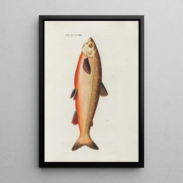 Icones rerum naturalium ou figures enluminées d'histoire naturelle du nord Pl32 - Peder Ascanius — framed artwork on a wall