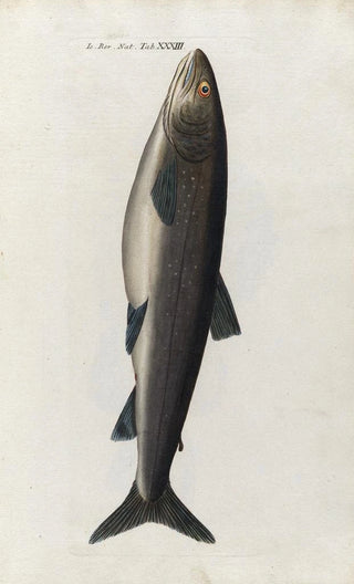 Peder Ascanius - Icones rerum naturalium ou figures enlumines dhistoire naturelle du nord Pl33.webp