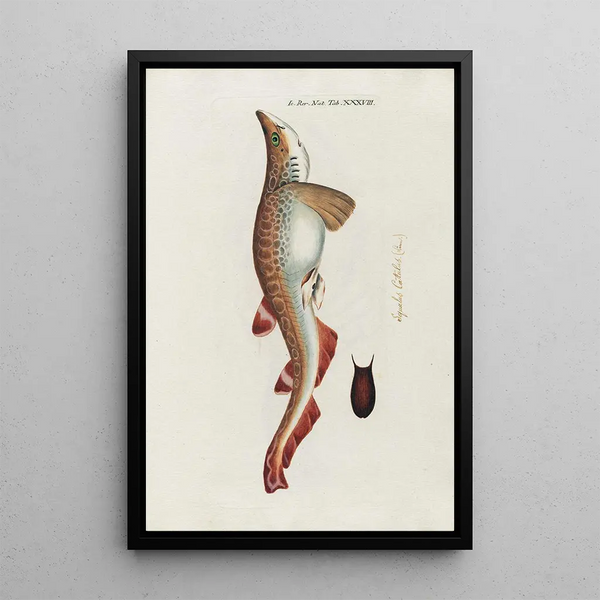 Icones rerum naturalium ou figures enluminées d'histoire naturelle du nord Pl38 - Peder Ascanius — framed artwork on a wall