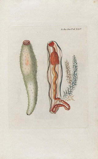 Peder Ascanius - Icones rerum naturalium ou figures enlumines dhistoire naturelle du nord Pl45.webp