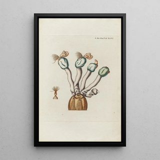 Peder Ascanius - Icones rerum naturalium ou figures enlumines dhistoire naturelle du nord Pl46.webp