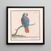 Parrot with red and gray tail Psittacus erithacus - Anselmus Botius de Boodt — framed artwork on a wall