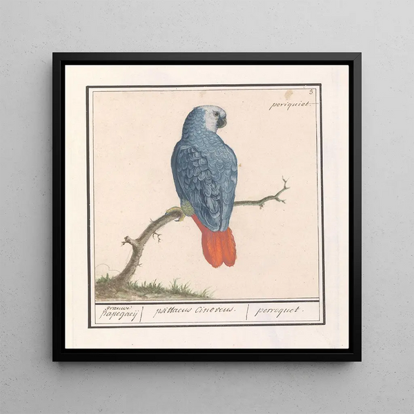 Parrot with red and gray tail Psittacus erithacus - Anselmus Botius de Boodt — framed artwork on a wall