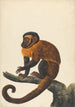 A Capuchin - Peter Paillou the Younger — artwork view