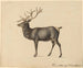 European Stag Painting - Peter Rindisbacher — artwork view