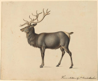 European Stag Painting - Peter Rindisbacher — artwork view