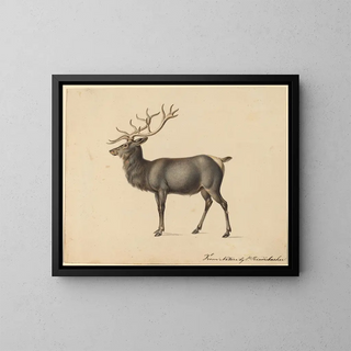 European Stag Painting - Peter Rindisbacher — framed artwork on a wall