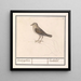 Little Bird, perhaps a charming Wren - Anselmus Botius de Boodt — framed artwork on a wall