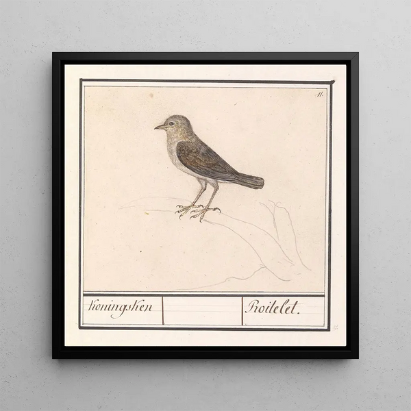 Little Bird, perhaps a charming Wren - Anselmus Botius de Boodt — framed artwork on a wall