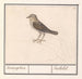 Little Bird, perhaps a charming Wren - Anselmus Botius de Boodt — artwork view