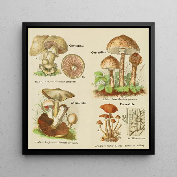 Petit atlas des champignons Pl 10 - Delachaux Niestle — framed artwork on a wall