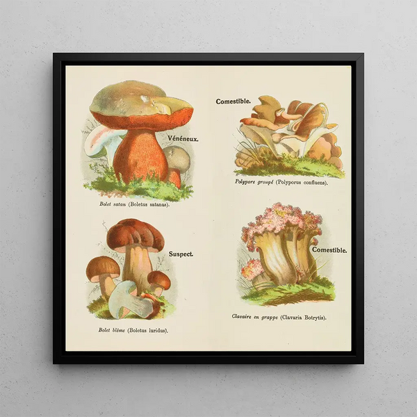 Petit atlas des champignons Pl 13 - Delachaux Niestle — framed artwork on a wall