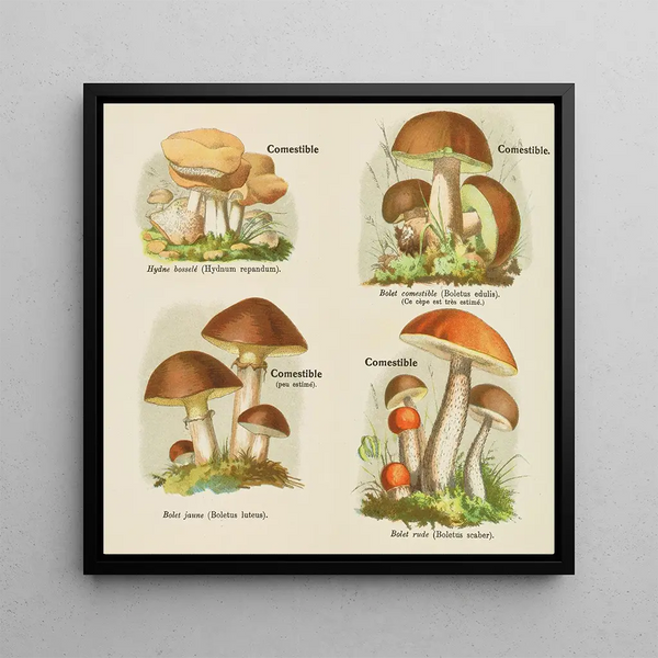 Petit atlas des champignons Pl4 - Delachaux Niestle — framed artwork on a wall