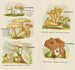 Petit atlas des champignons Pl5 - Delachaux Niestlé — artwork view