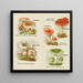 Petit atlas des champignons Pl6 - Delachaux Niestlé — framed artwork on a wall