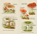 Petit atlas des champignons Pl6 - Delachaux Niestlé — artwork view