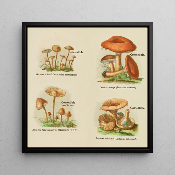 Petit atlas des champignons Pl7 - Delachaux Niestle — framed artwork on a wall
