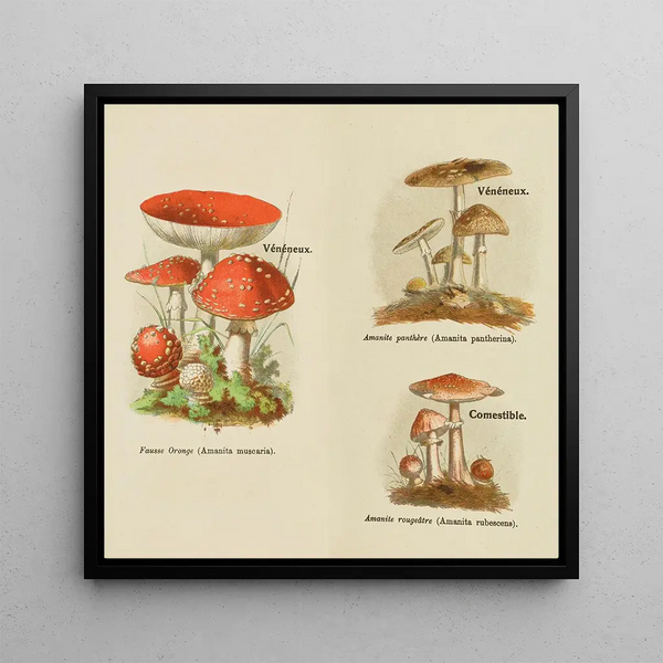 Petit atlas des champignons Pl8 - Delachaux Niestle — framed artwork on a wall